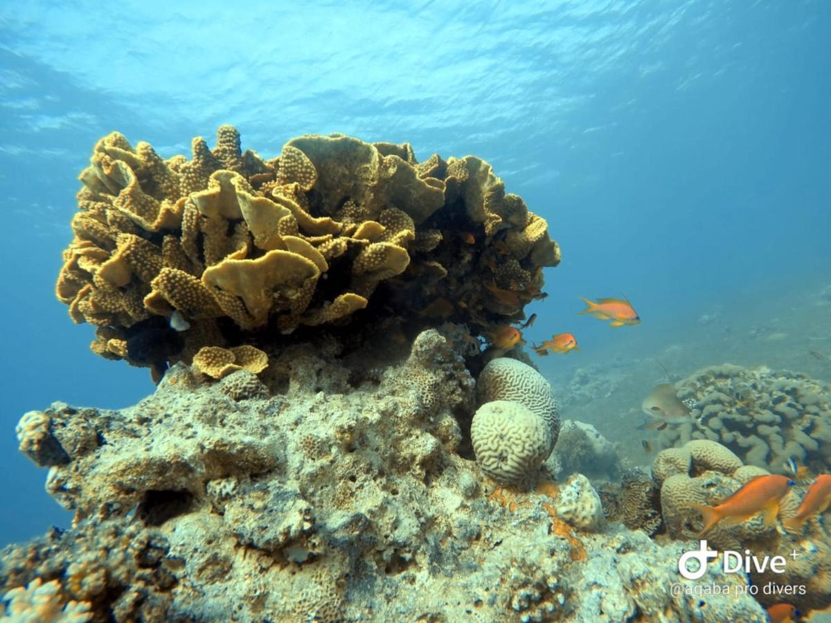 Aqaba Pro Divers Dış mekan fotoğraf