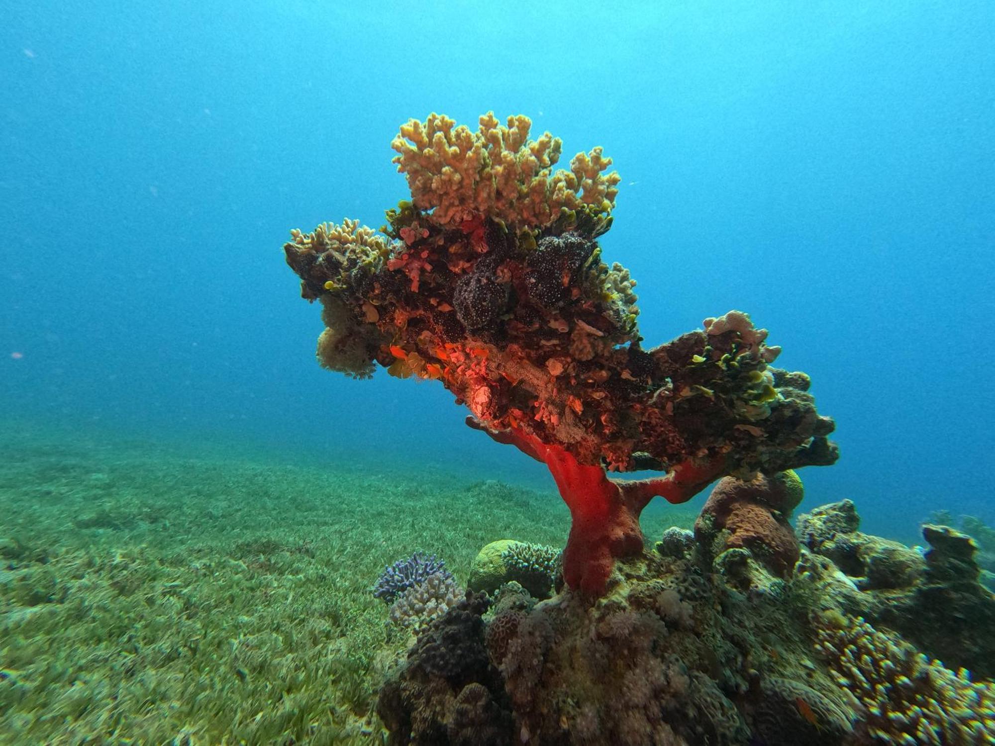 Aqaba Pro Divers Dış mekan fotoğraf