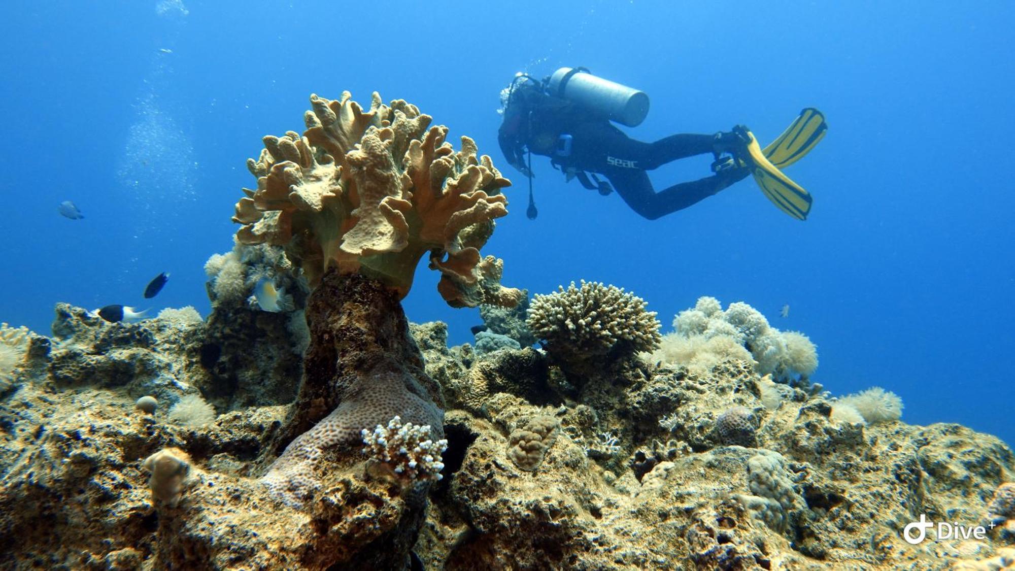 Aqaba Pro Divers Dış mekan fotoğraf