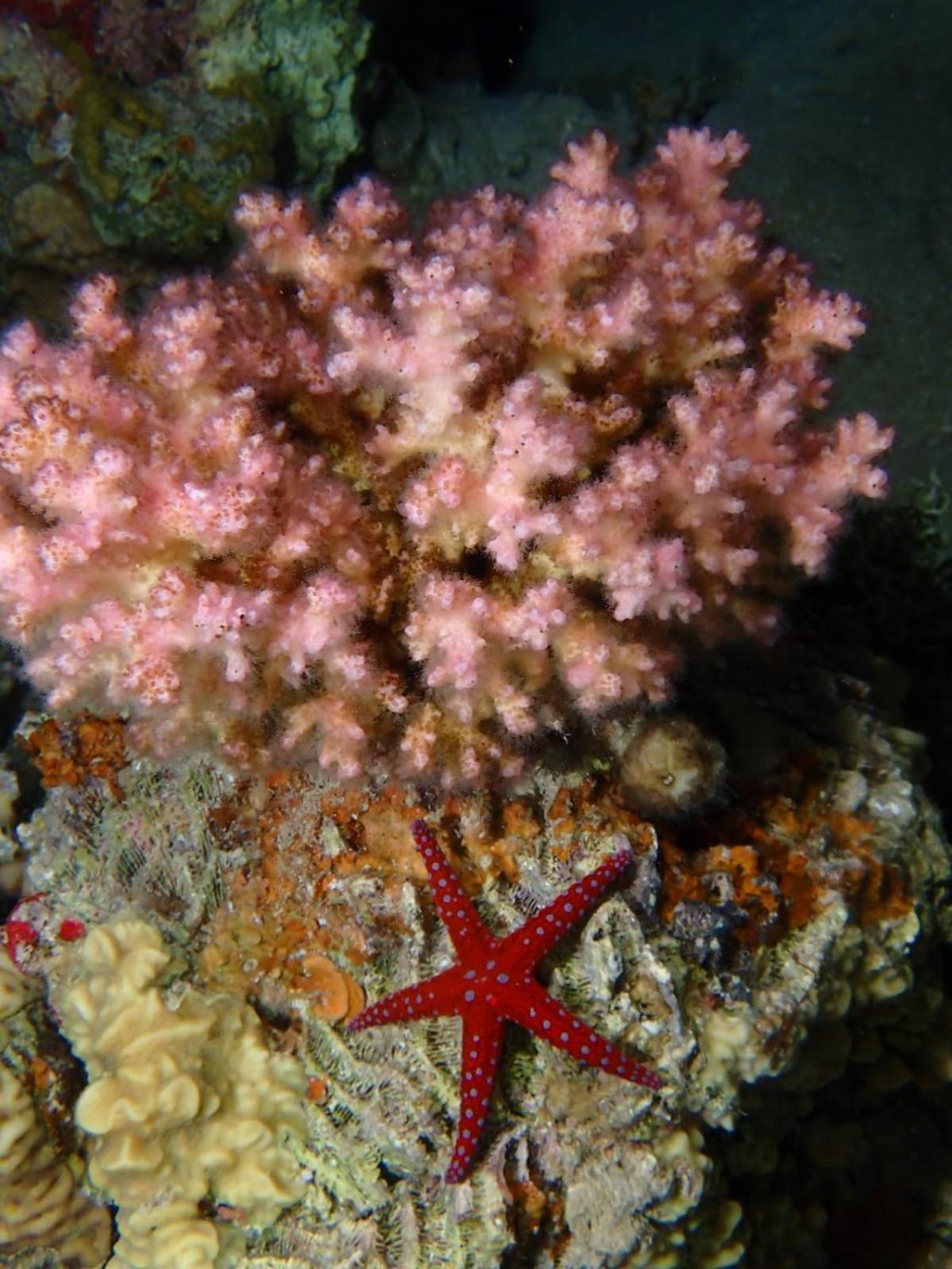 Aqaba Pro Divers Dış mekan fotoğraf