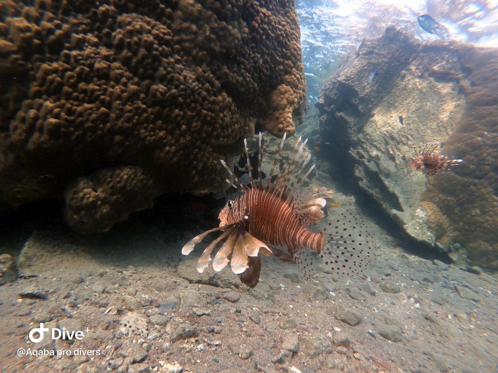 Aqaba Pro Divers Dış mekan fotoğraf