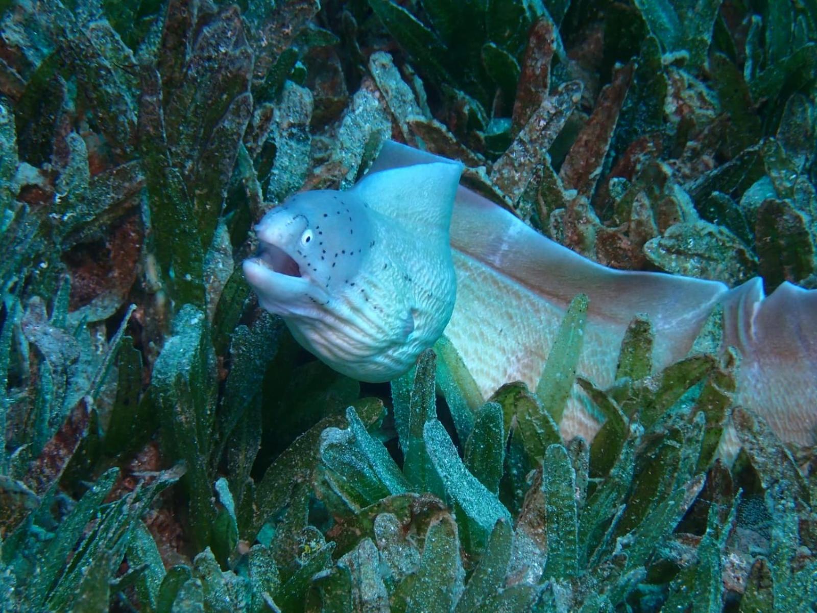 Aqaba Pro Divers Dış mekan fotoğraf