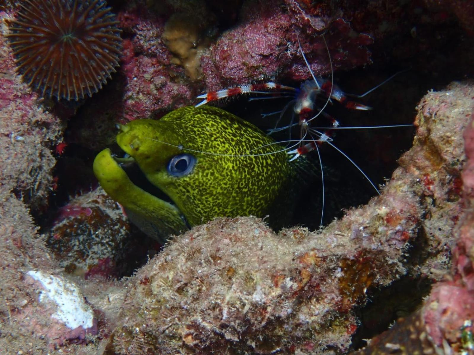 Aqaba Pro Divers Dış mekan fotoğraf